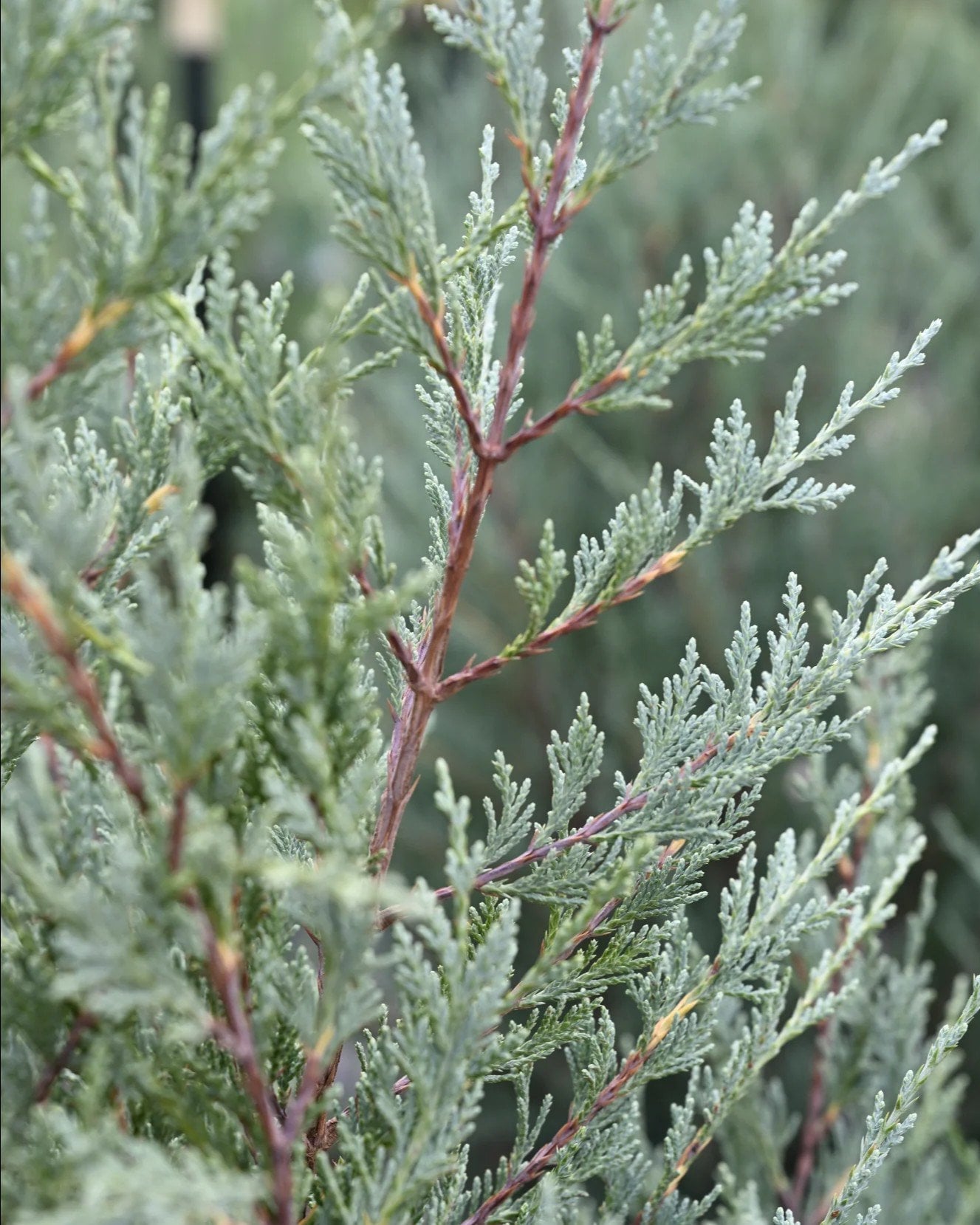 Moonglow Juniper - Image 1