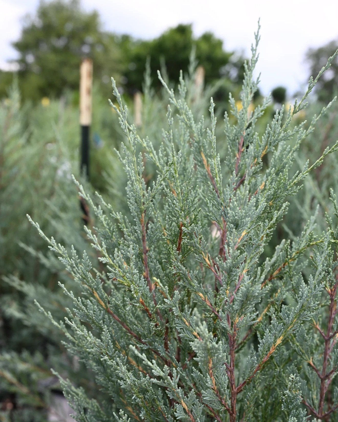 Moonglow Juniper - view 3