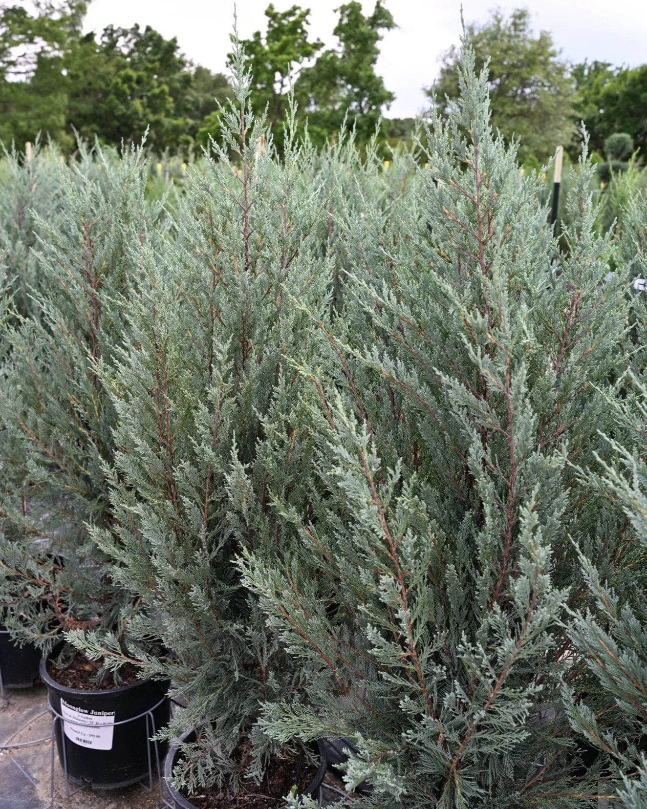 Moonglow Juniper - view 4