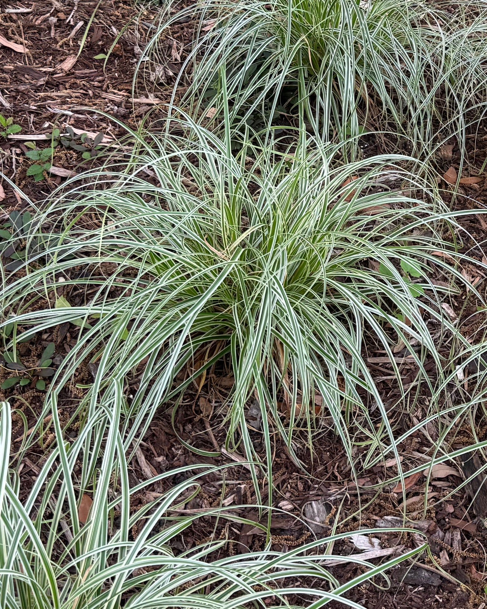 Feather Falls Carex Sedge