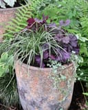 Northern Exposure Purple Heuchera thumbnail 3