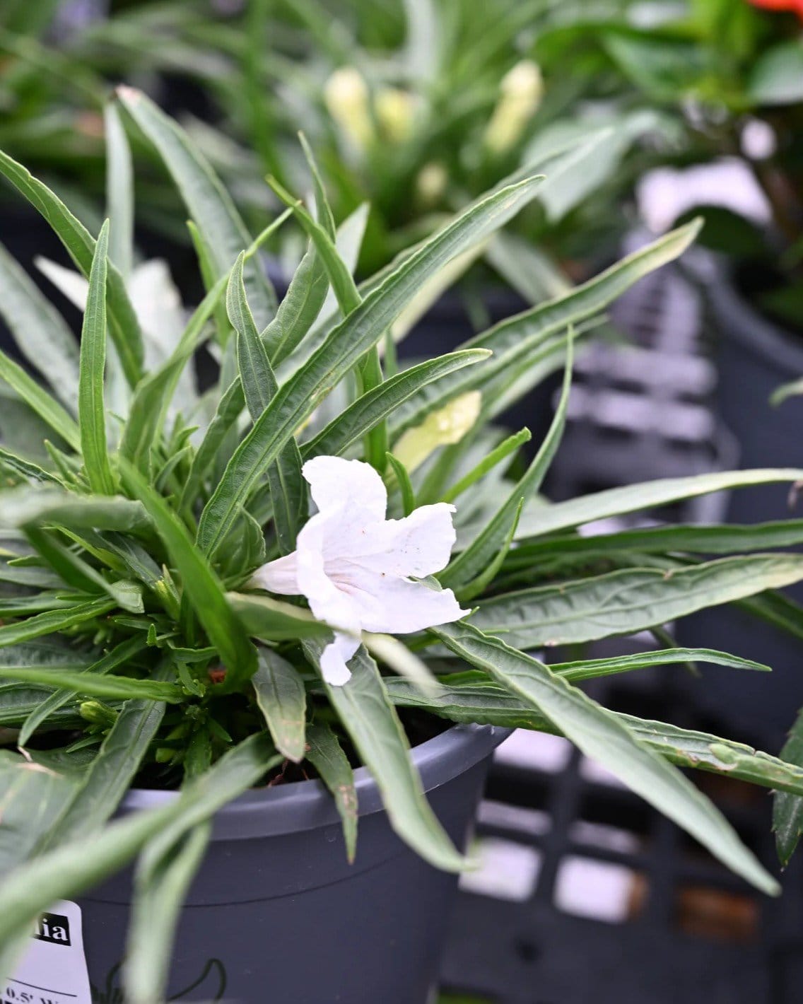 White Dwarf Ruellia - view 2