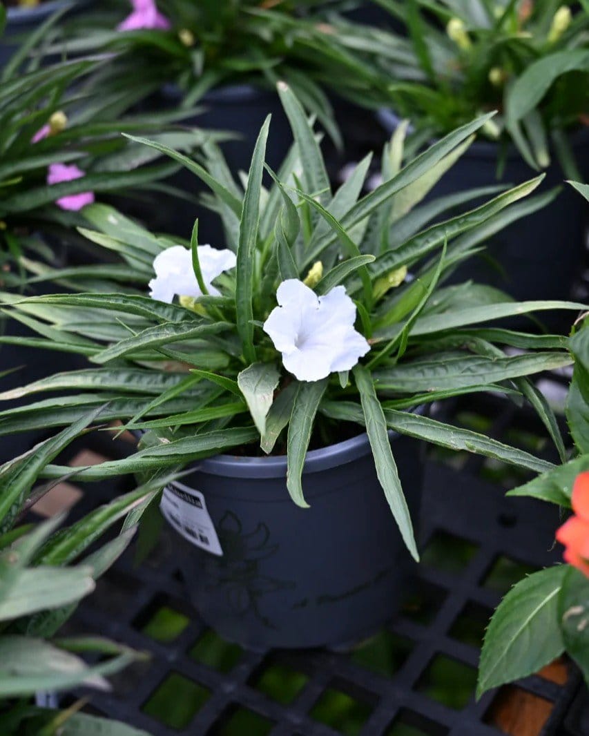 White Dwarf Ruellia - view 3