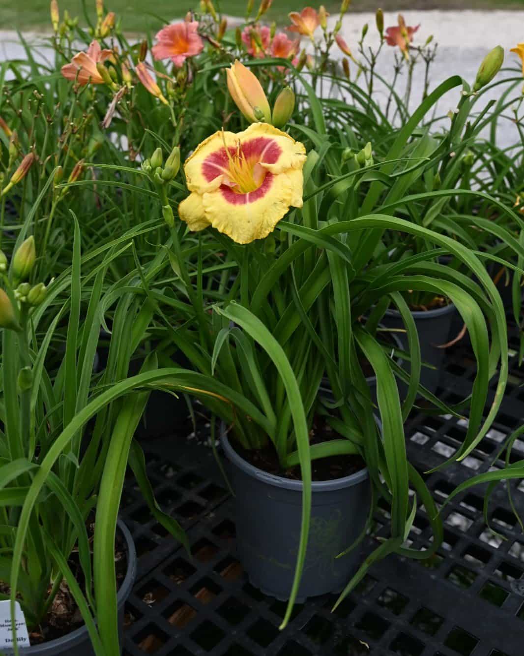 Monterrey Jack Daylily - view 2