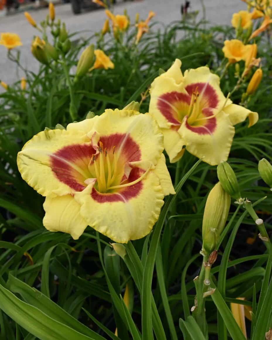 Monterrey Jack Daylily - view 3