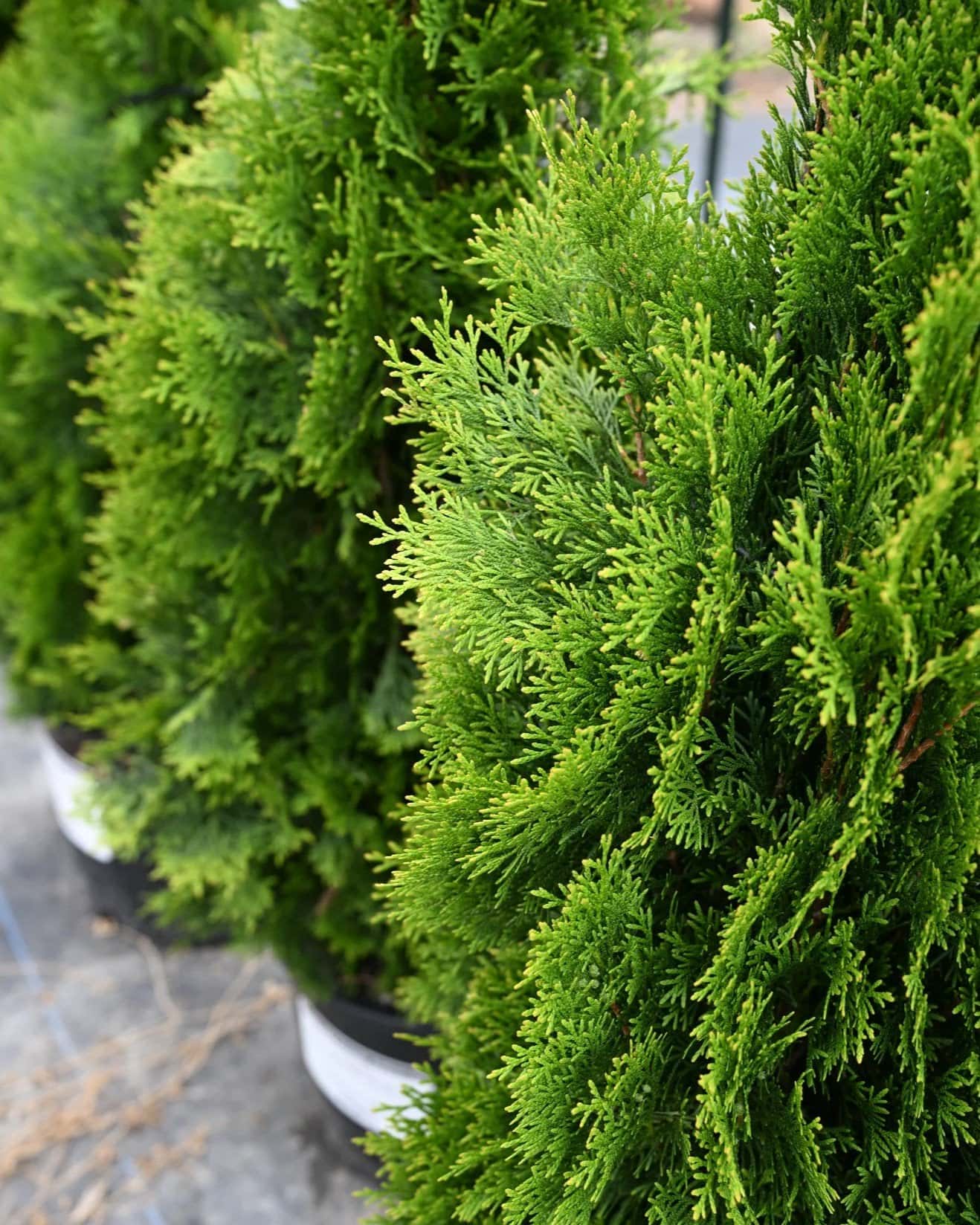 Emerald Green Arborvitae - Image 1
