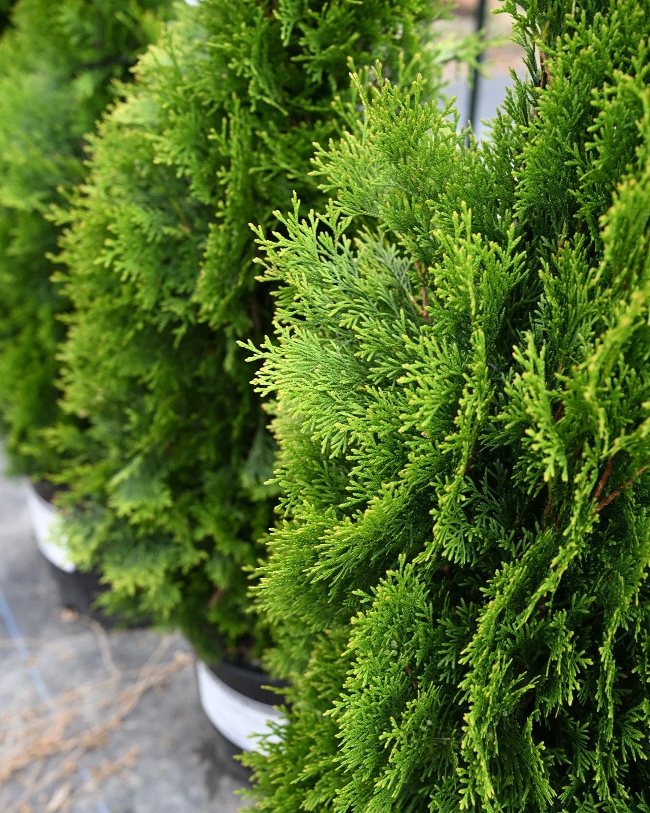 Emerald Green Arborvitae - view 2
