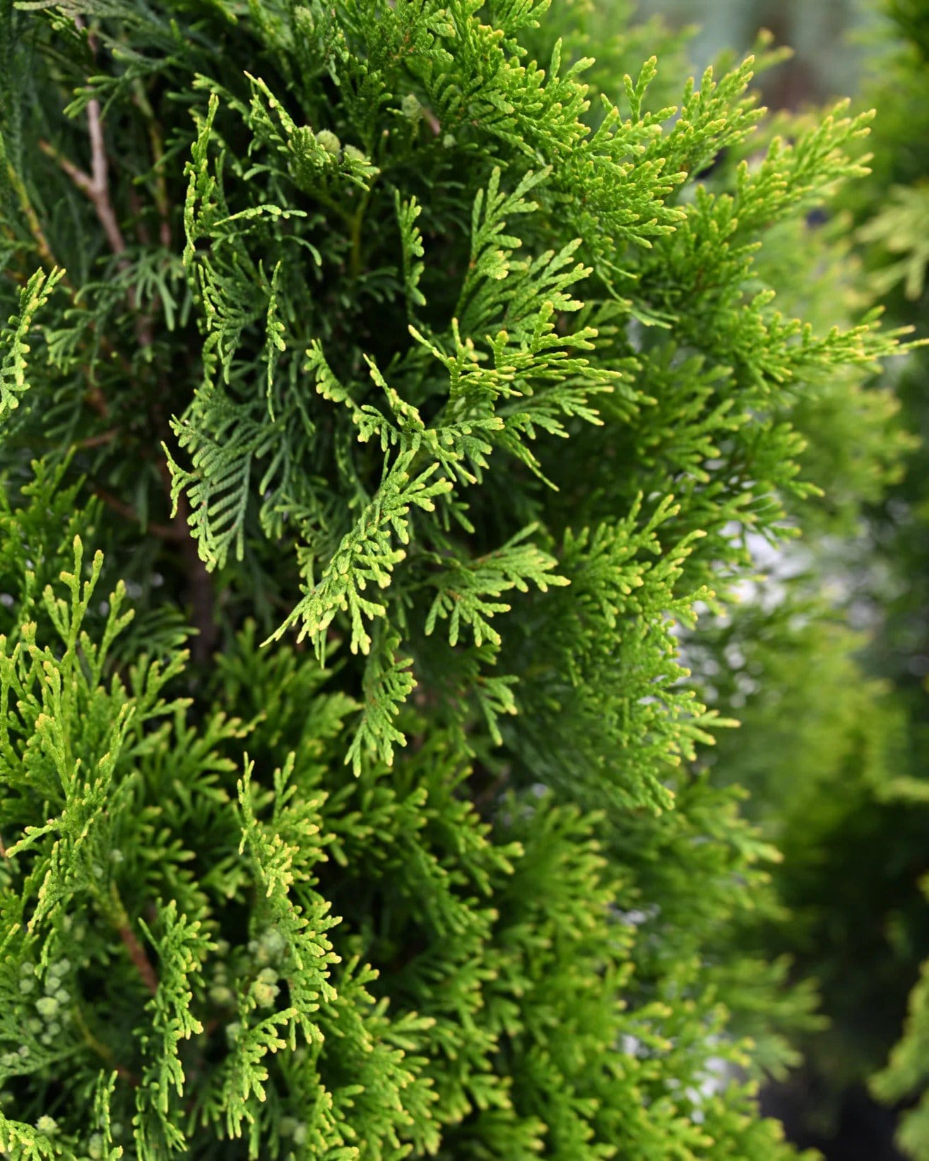 Emerald Green Arborvitae - view 3