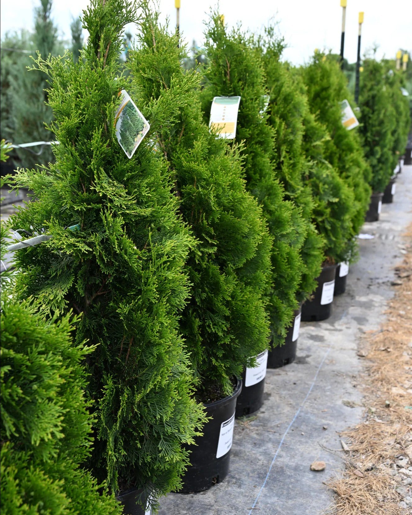Emerald Green Arborvitae - view 4