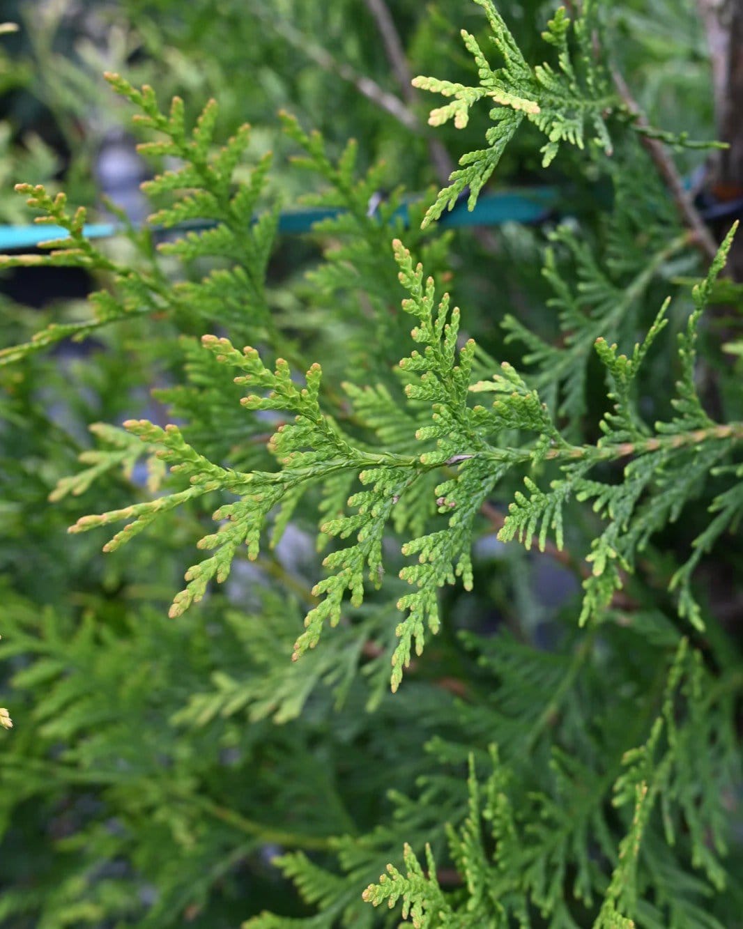 Green Giant Arborvitae - view 2