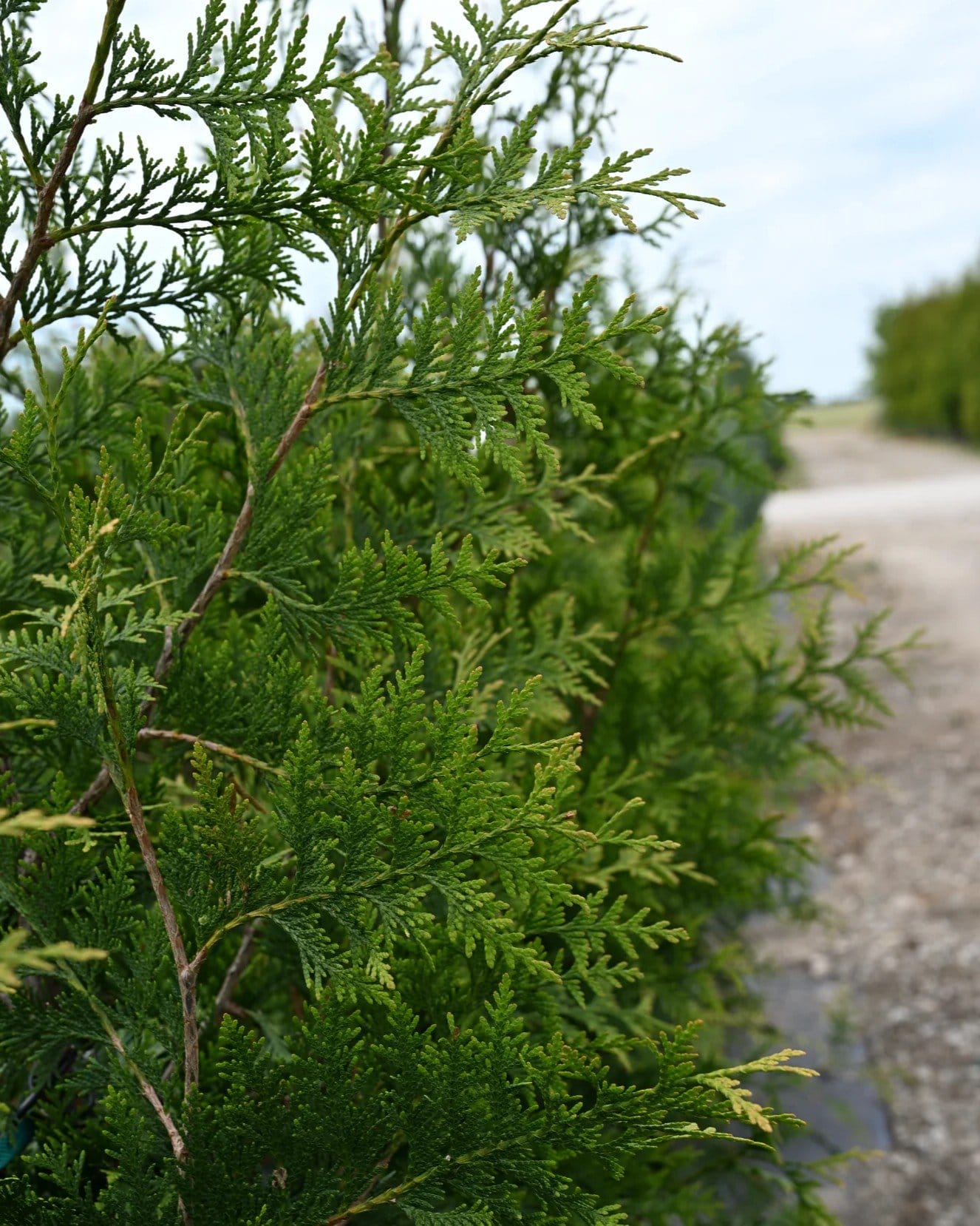 Green Giant Arborvitae - view 3