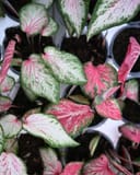 Heart to Heart Blushing Bride Caladium thumbnail 4