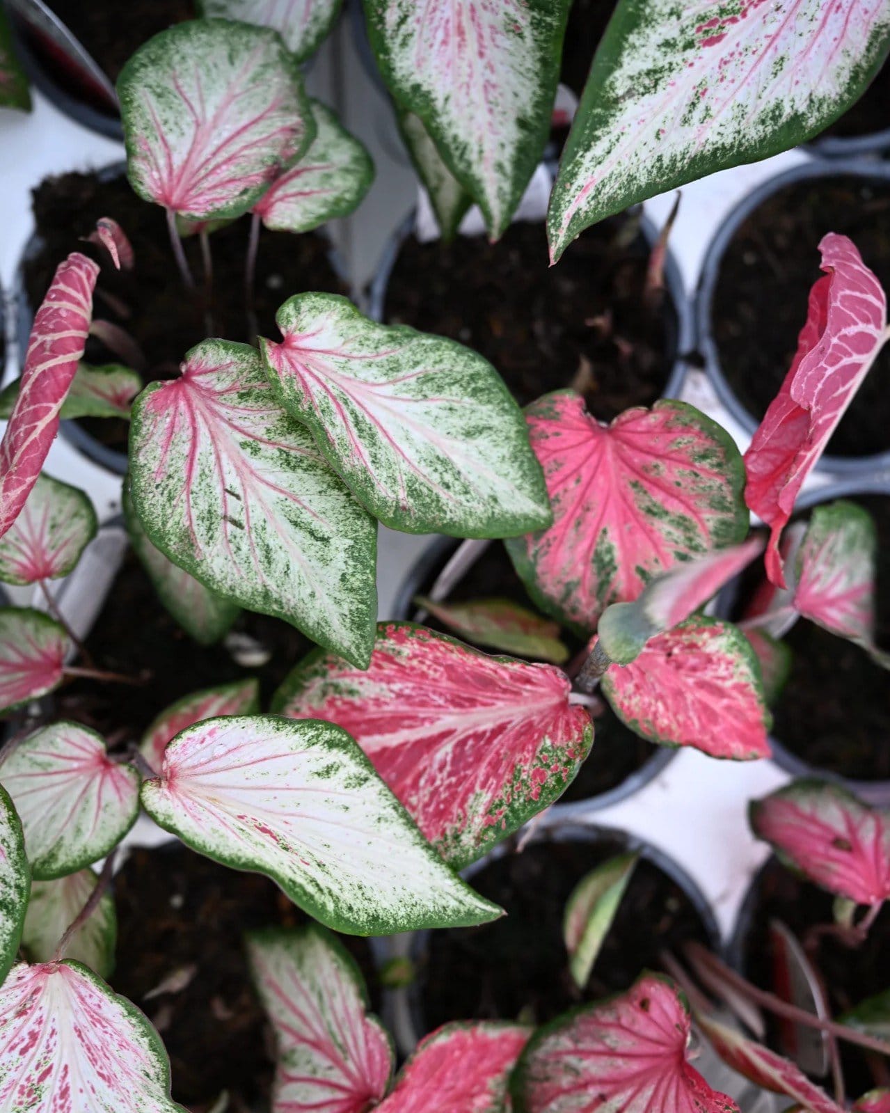 Heart to Heart Blushing Bride Caladium - view 4
