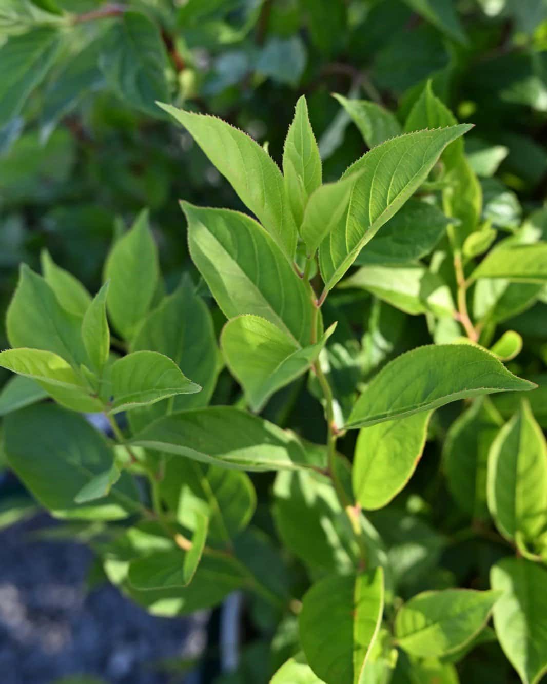 Little Lime Hydrangea - Image 1