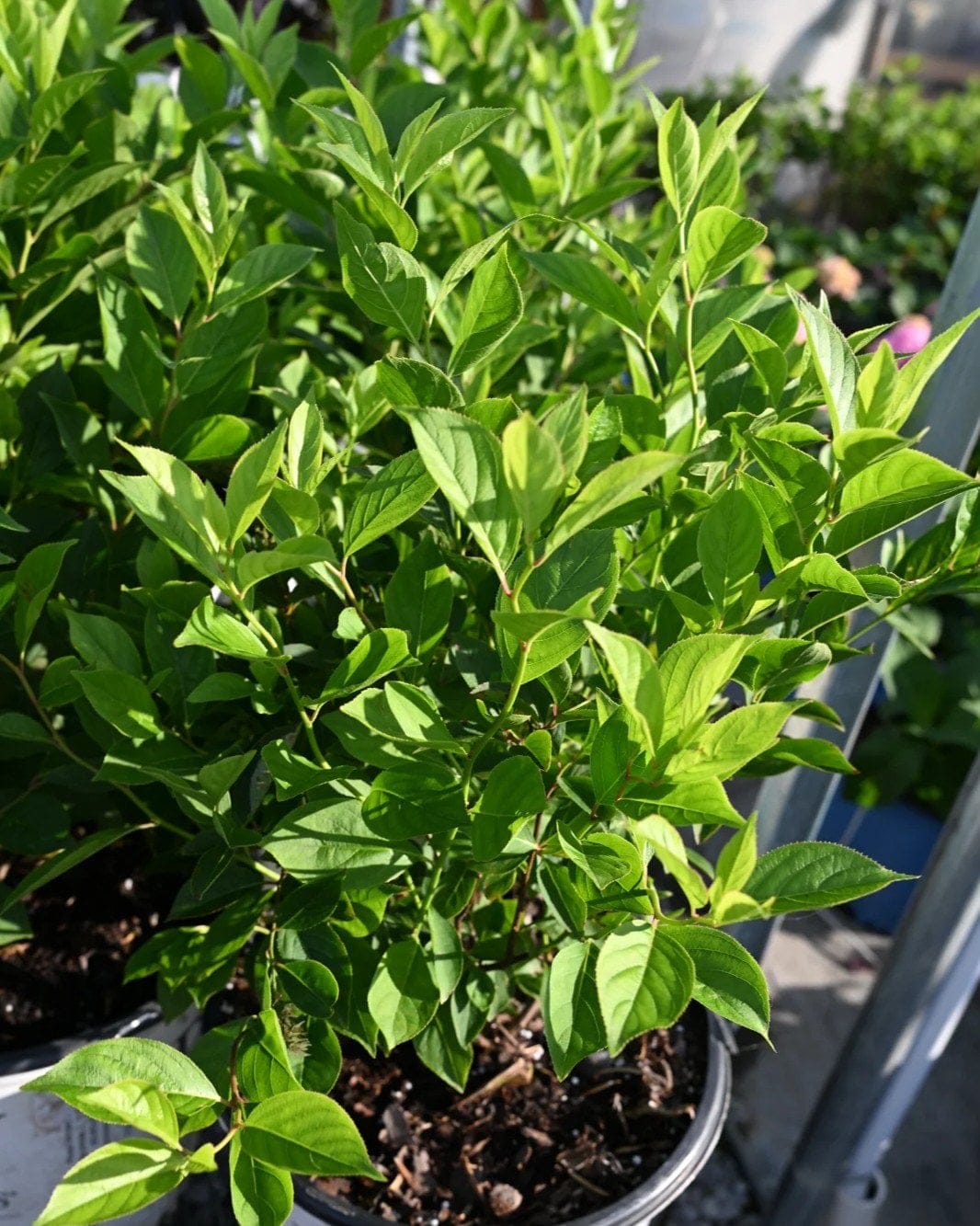 Little Lime Hydrangea - view 4
