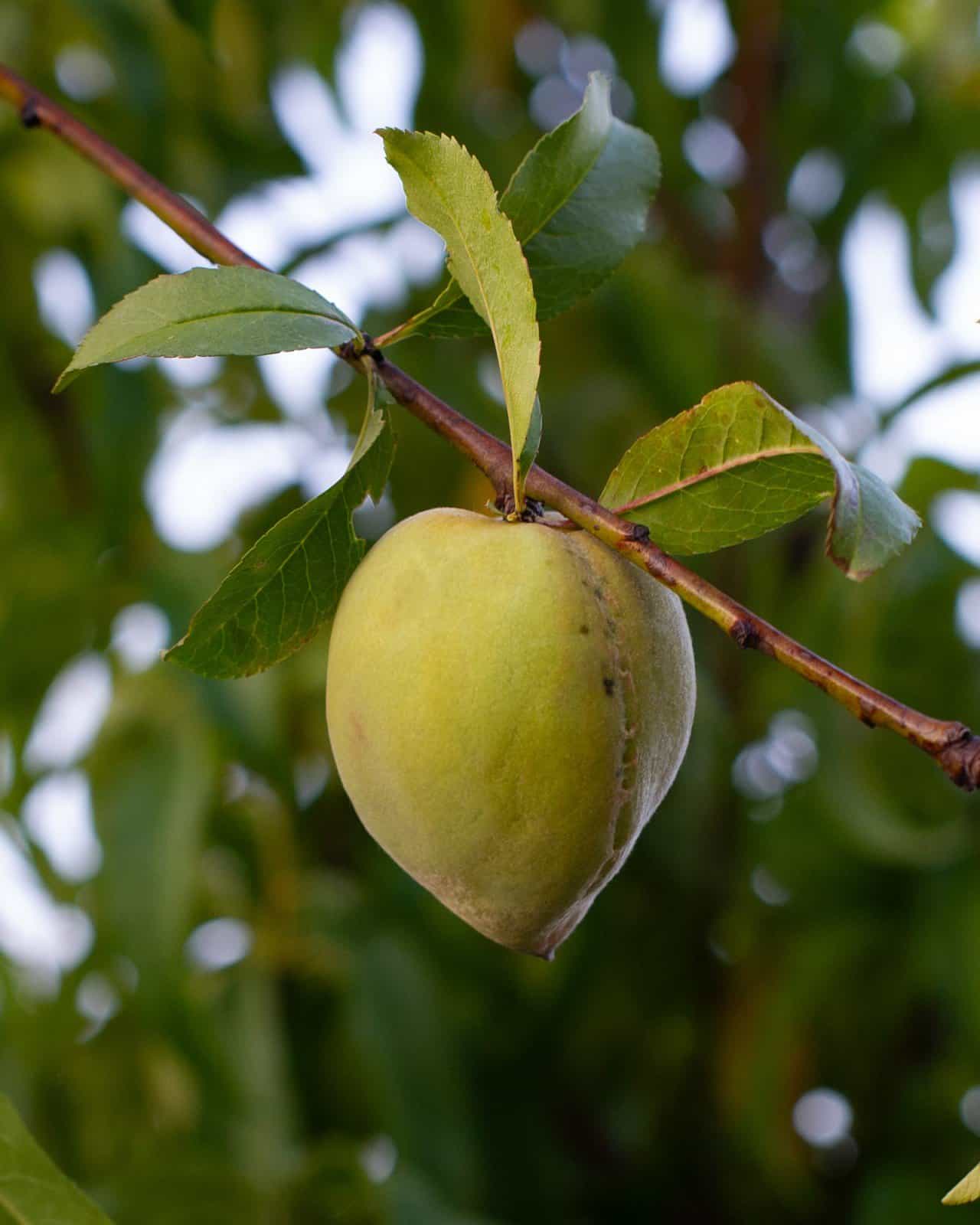 Harvester Peach