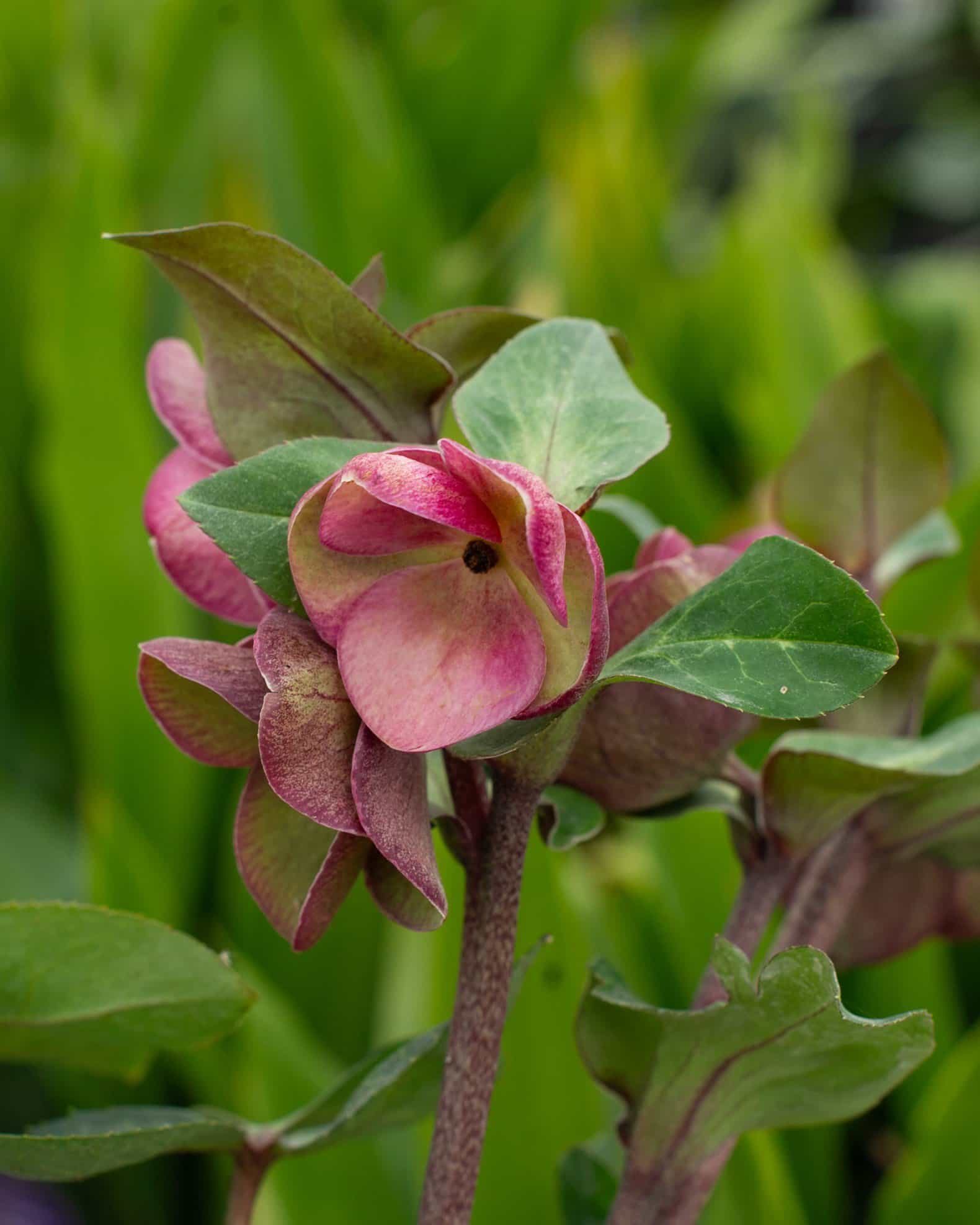 Frostkiss Glenda's Gloss Helleborus