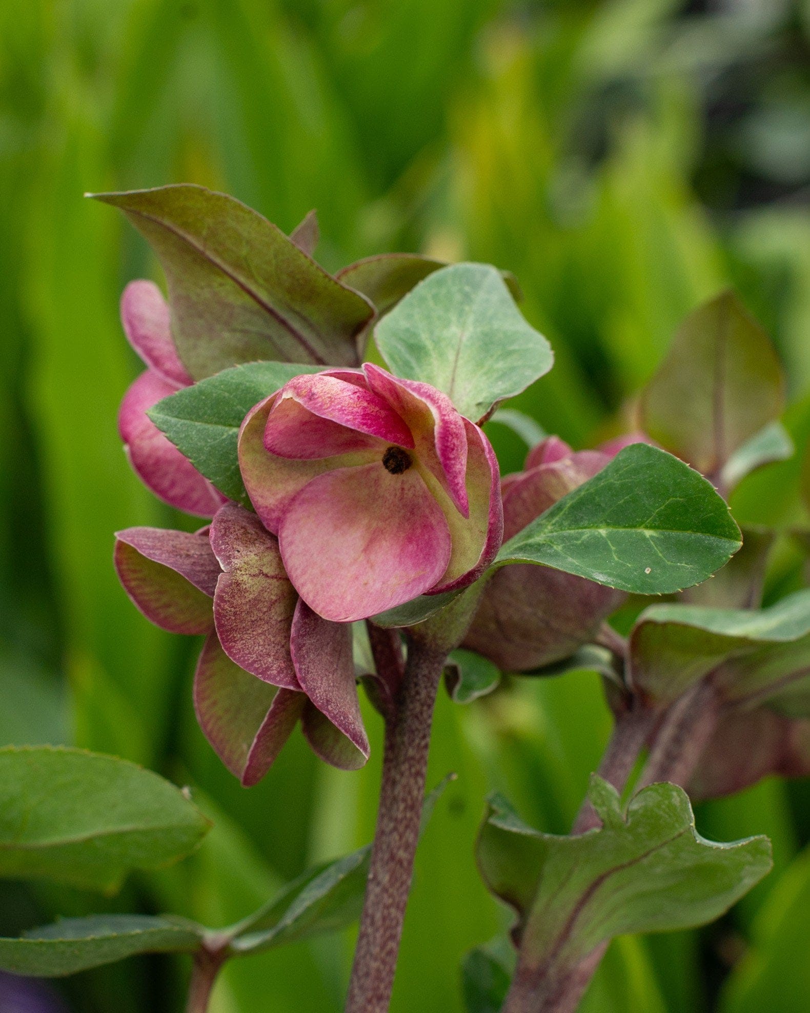 Frostkiss Glenda's Gloss Helleborus