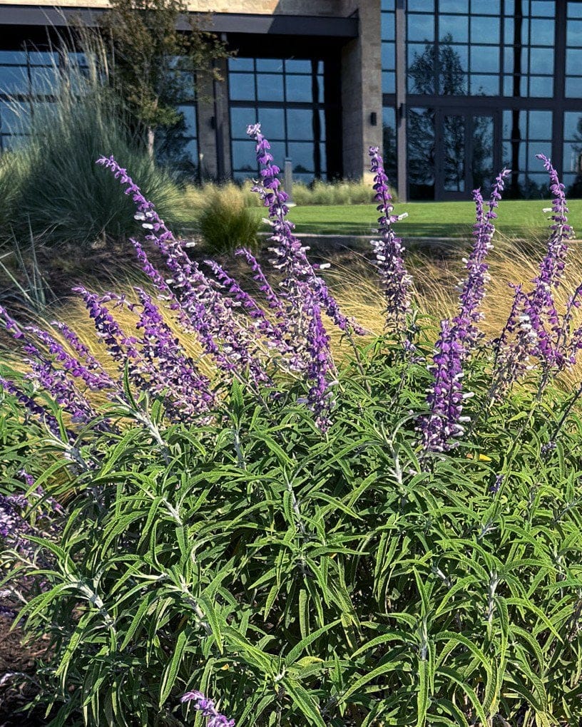 Mexican Bush Sage