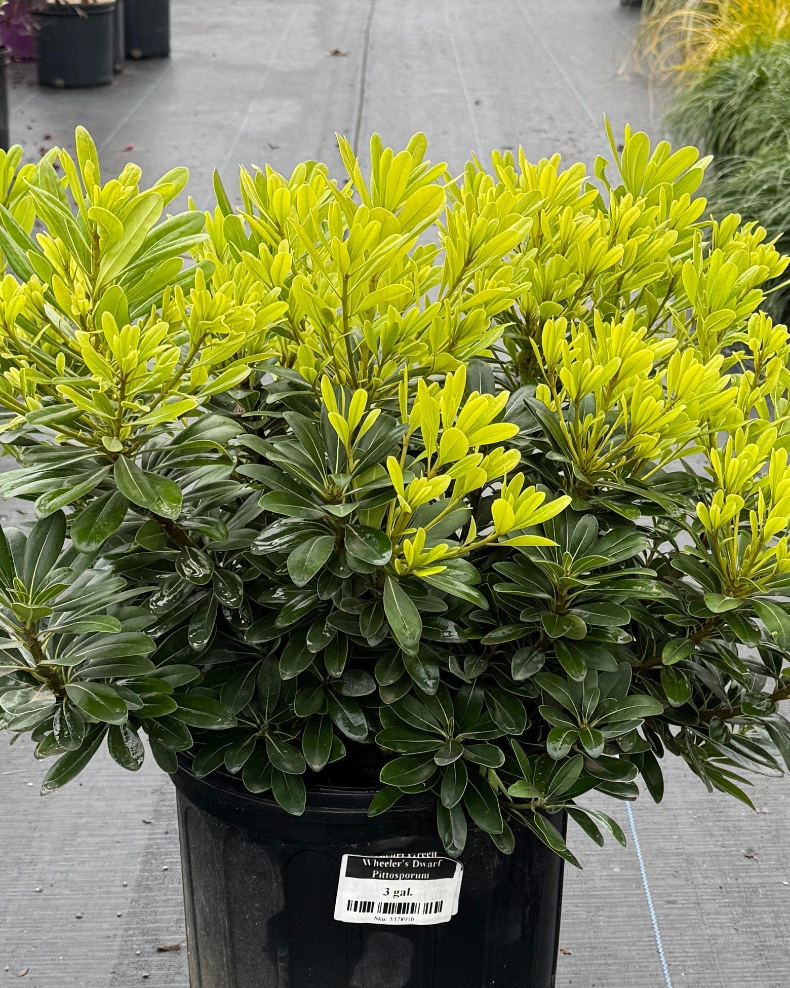 Wheeler's Dwarf Pittosporum