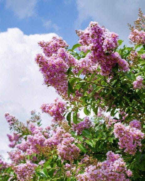 Muskogee Crape Myrtle