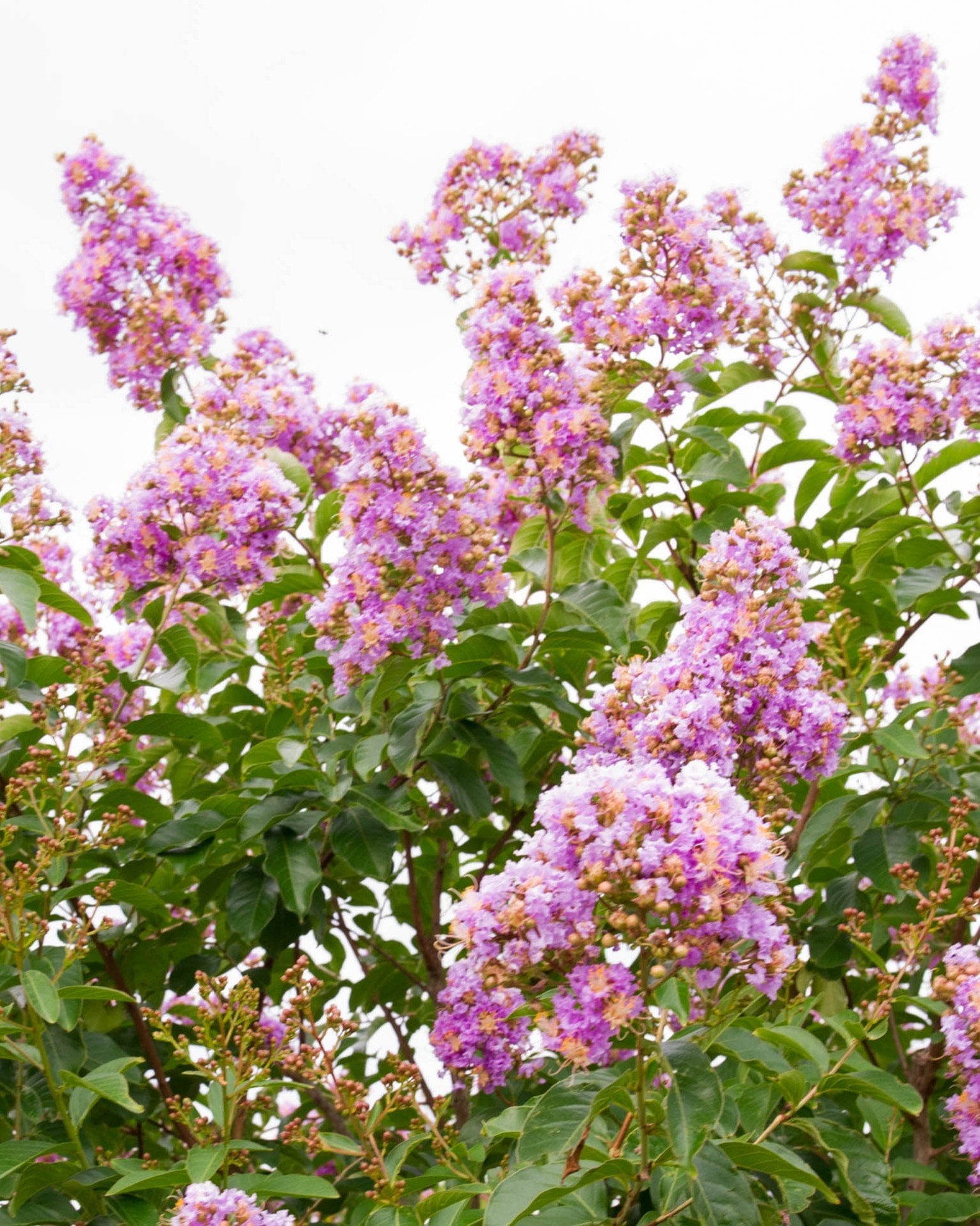Muskogee Crape Myrtle - Image 1