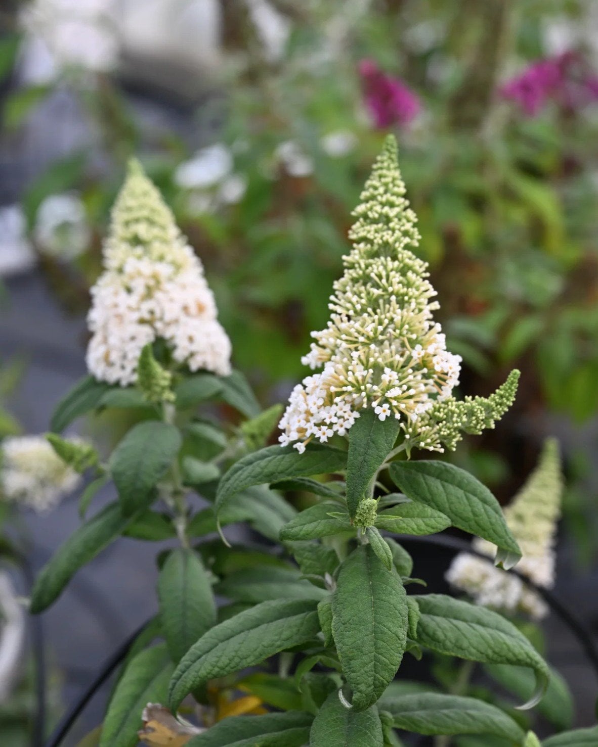 Pugster White Butterfly Bush - Image 1