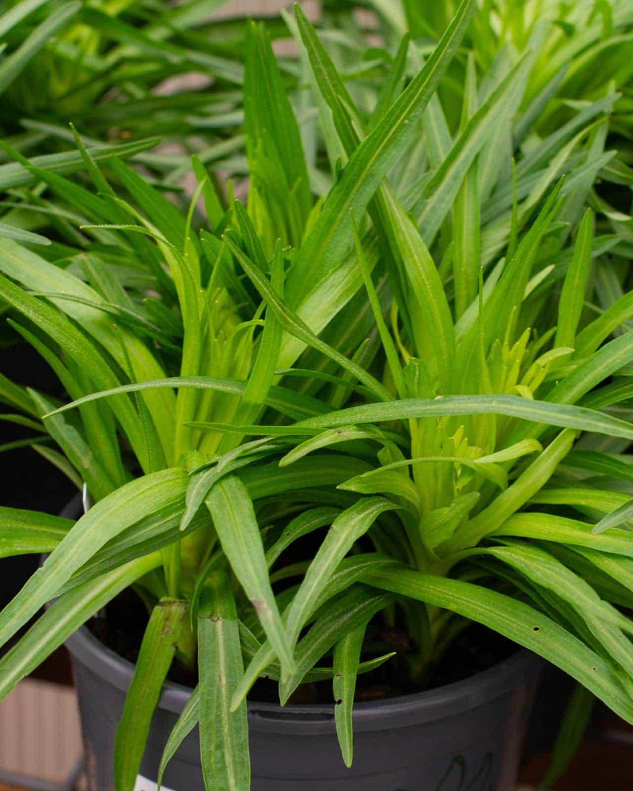 Floristan Violet Liatris