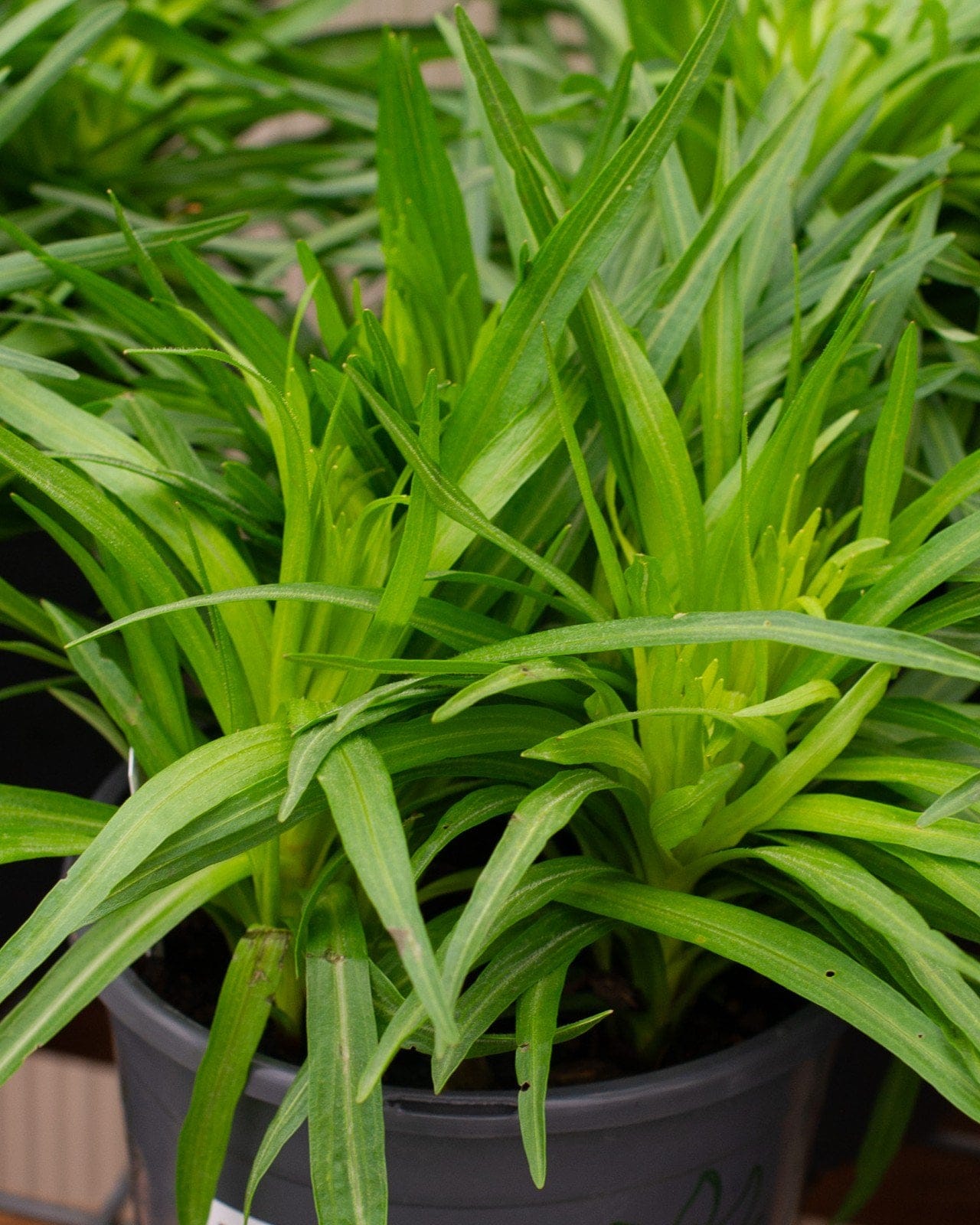 Floristan Violet Liatris - Main Image