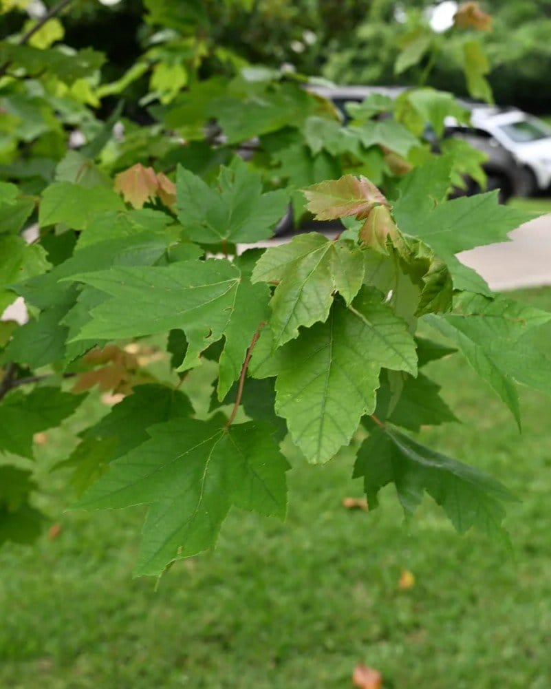 Red Sunset Maple - view 3