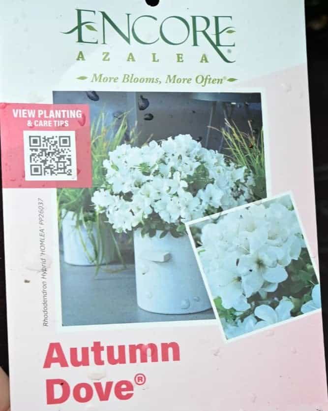 Encore Azalea Autumn Dove - view 2