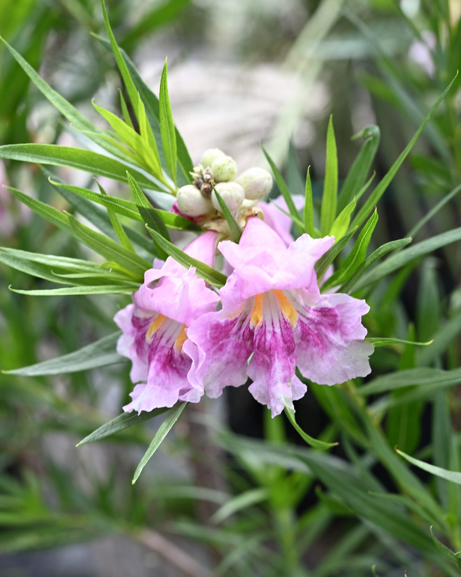 Bubba Jones Desert Willow - Main Image