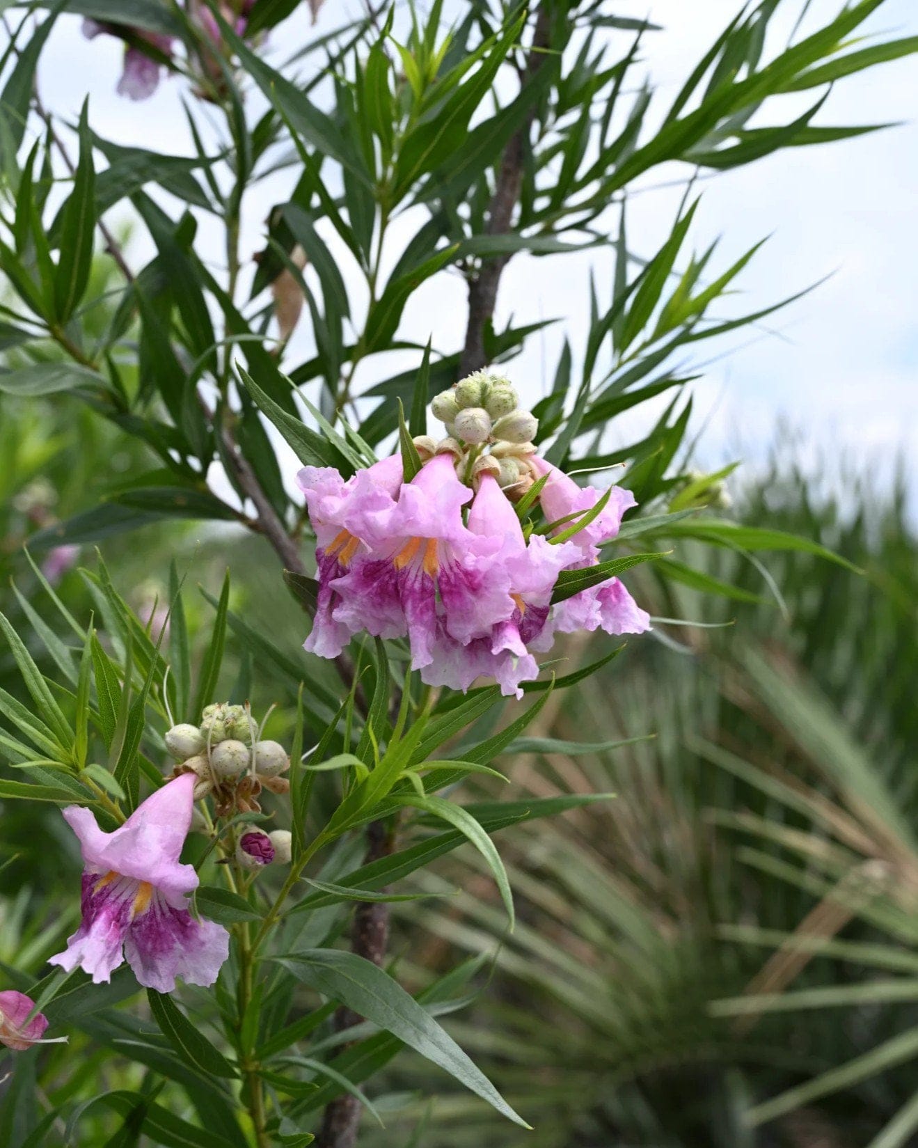 Bubba Jones Desert Willow - view 3