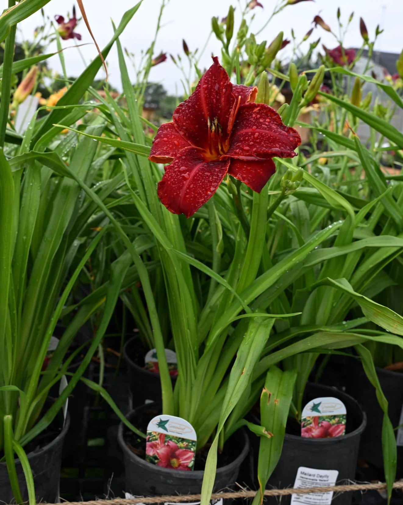 Mallard Daylily - Image 1