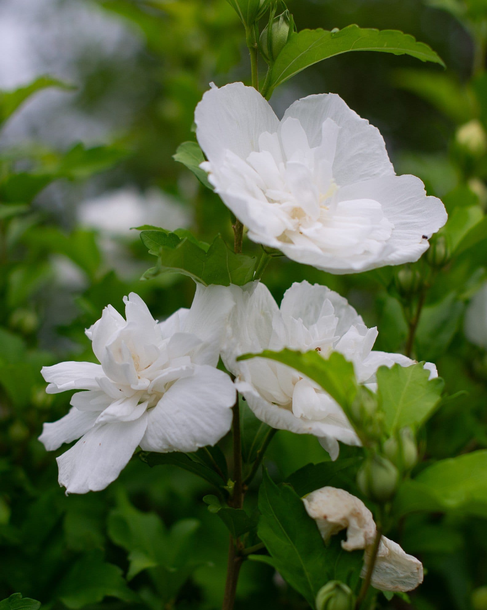 White Chiffon Althea Tree Form