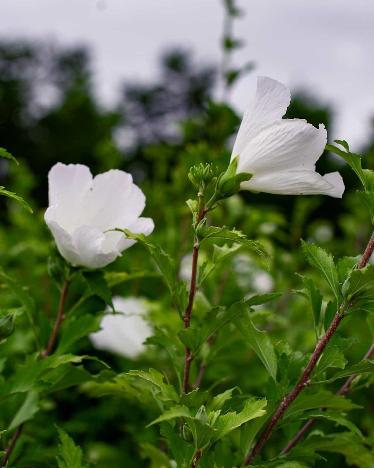 White Pillar Althea