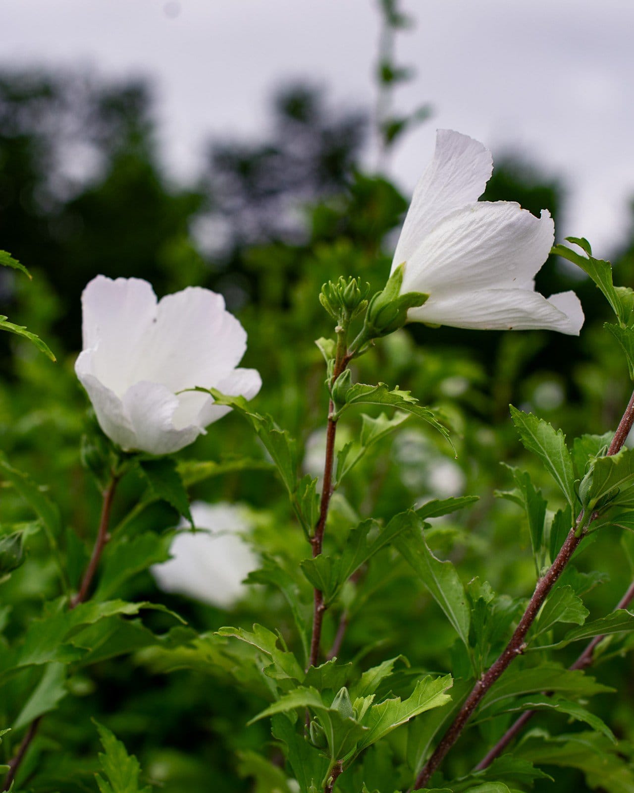 White Pillar Althea