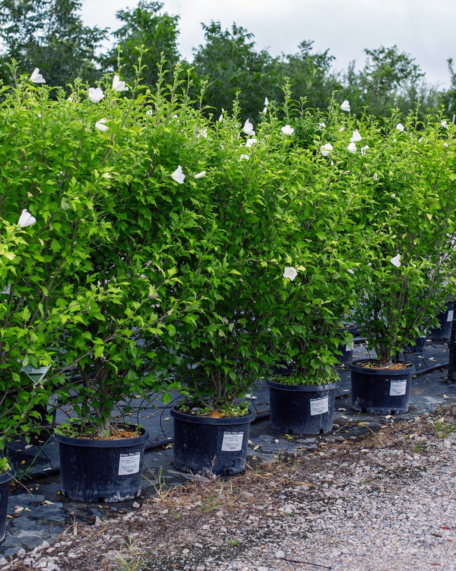 White Pillar Althea - view 3