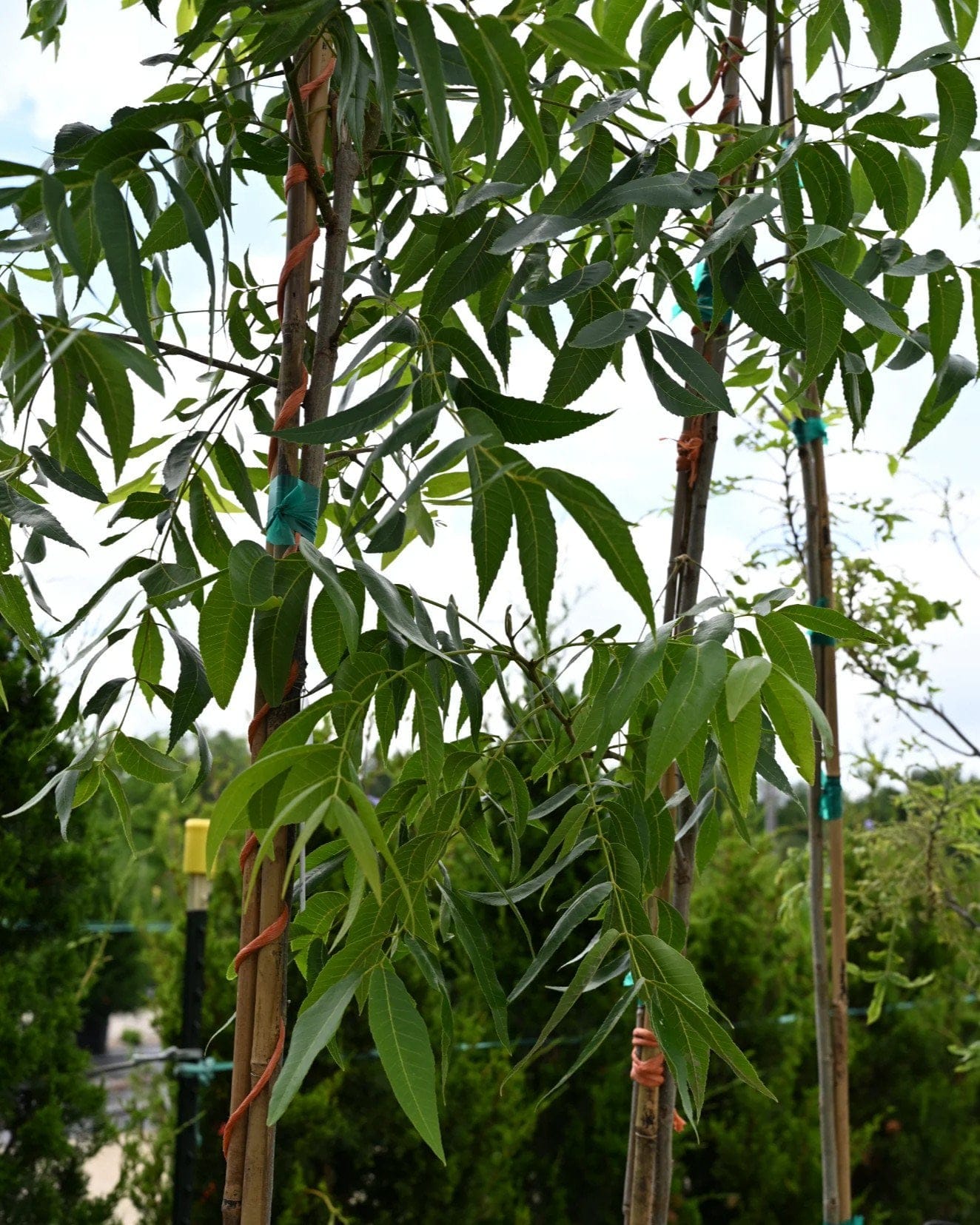 Oconee Pecan - view 2