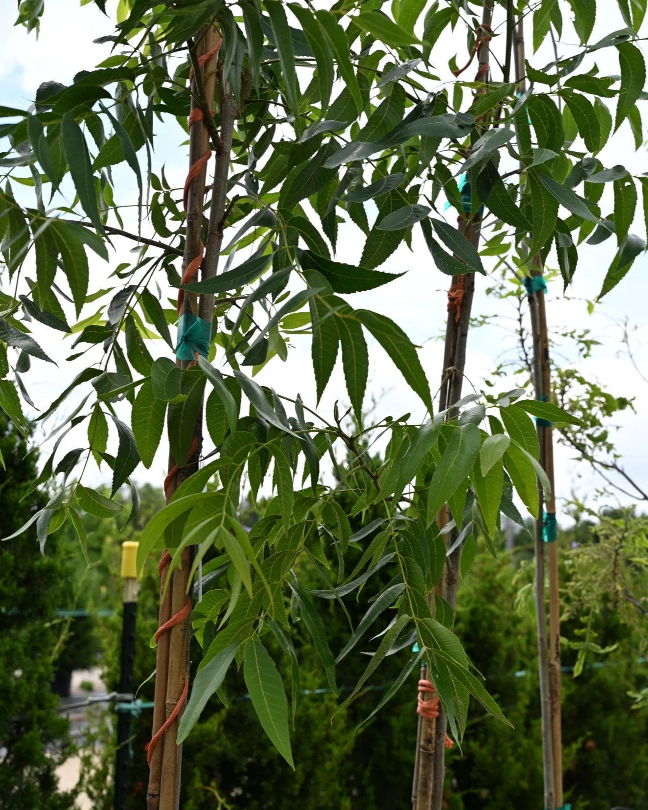 Oconee Pecan - Image 1