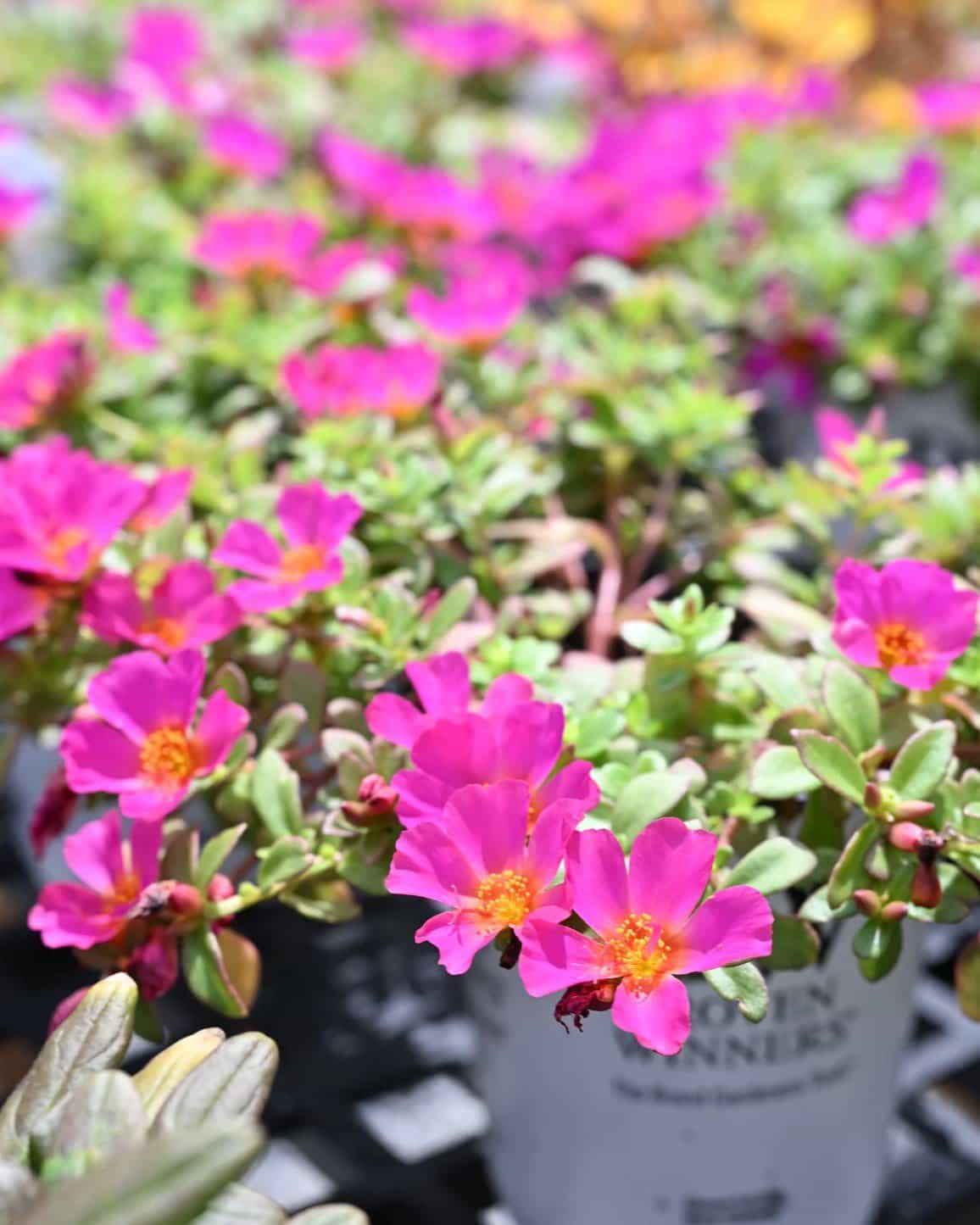 Mojave Fuchsia Purslane Portulaca - view 2