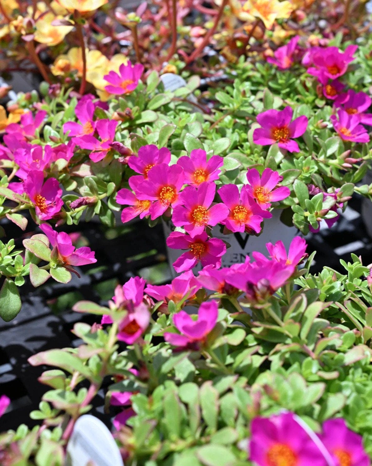 Mojave Fuchsia Purslane Portulaca - view 3