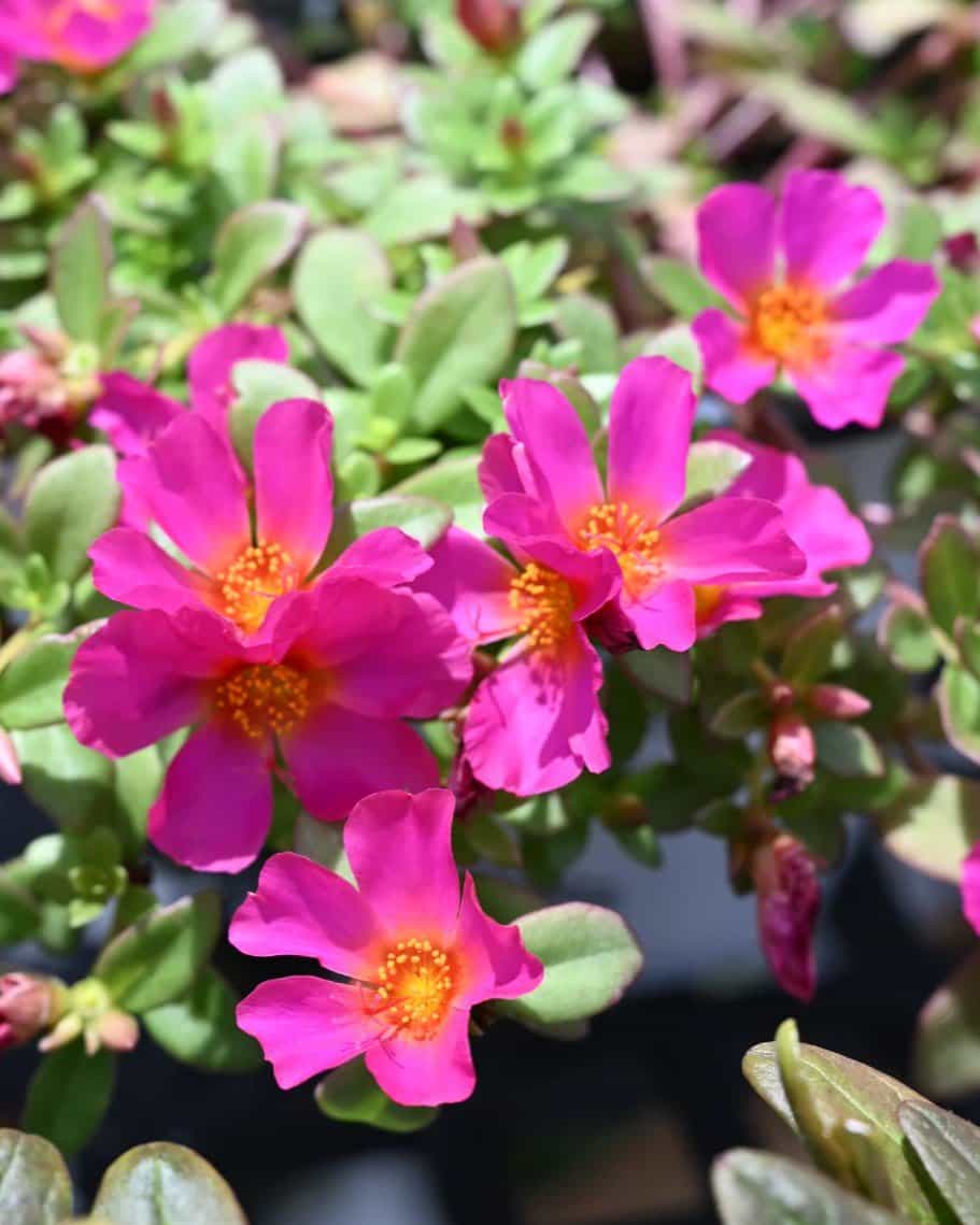 Mojave Fuchsia Purslane Portulaca - view 4