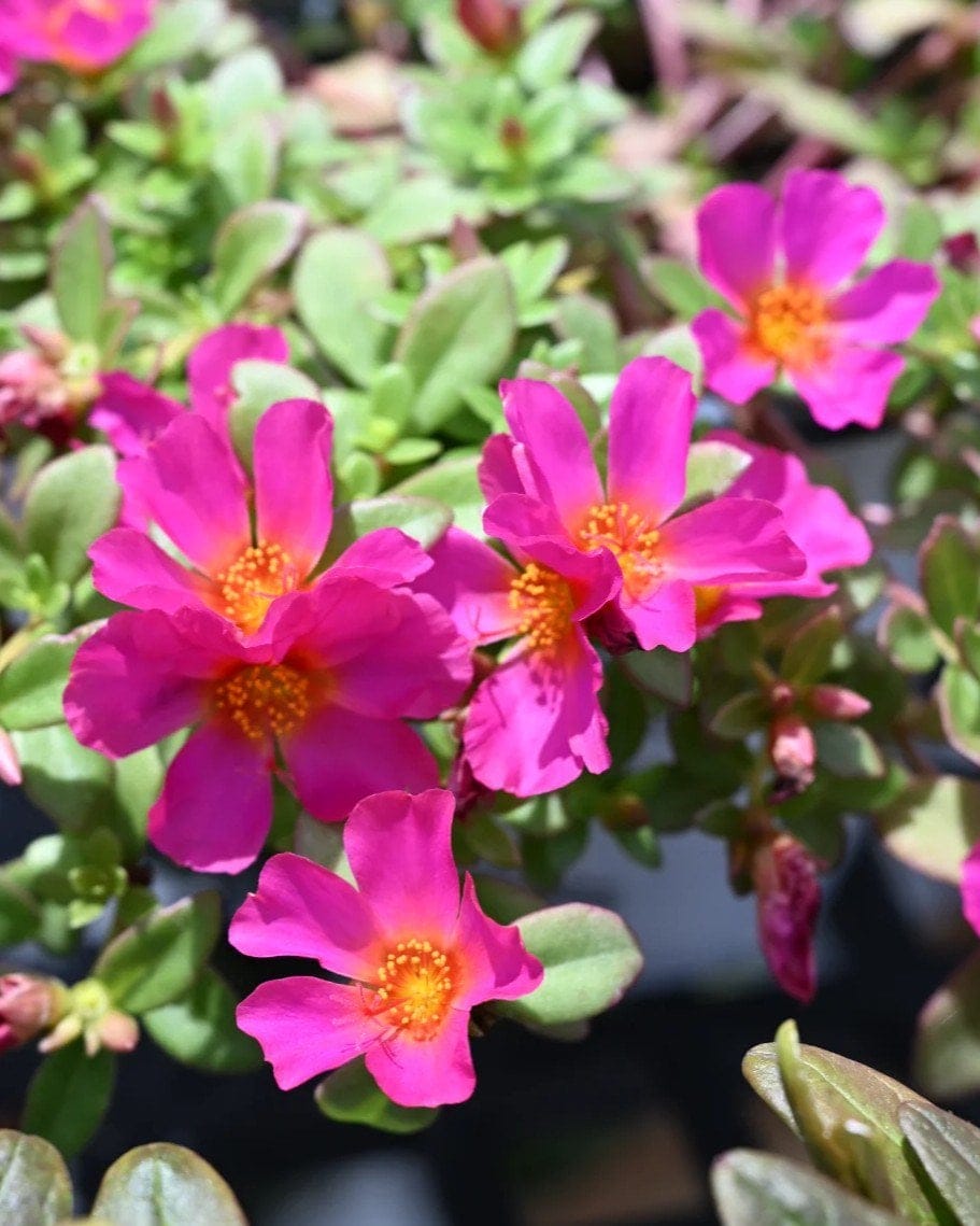 Mojave Fuchsia Purslane Portulaca - view 4