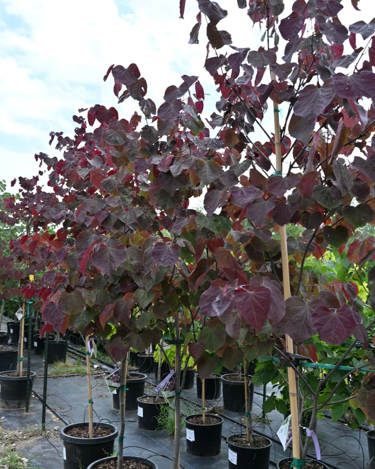 Midnight Express Redbud - Image 1