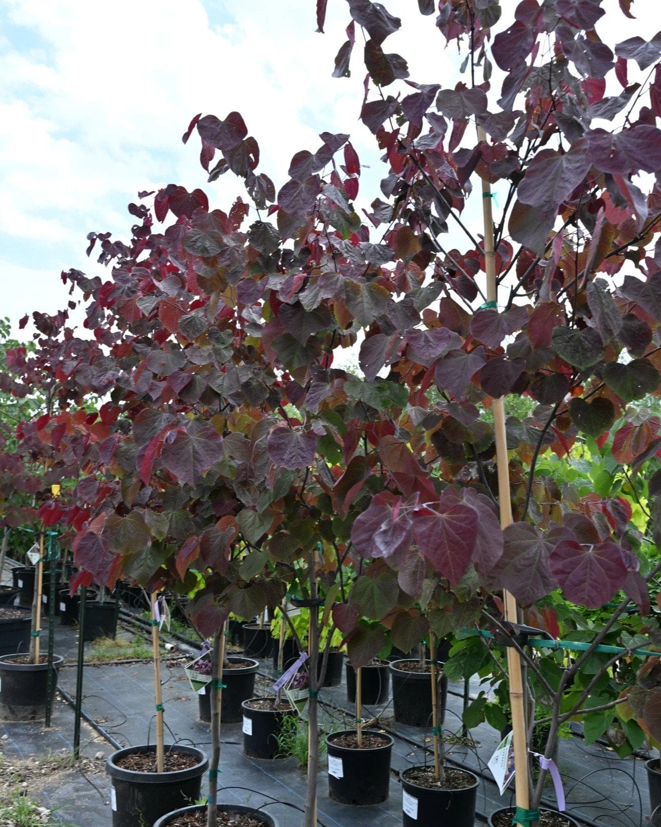 Midnight Express Redbud - view 2