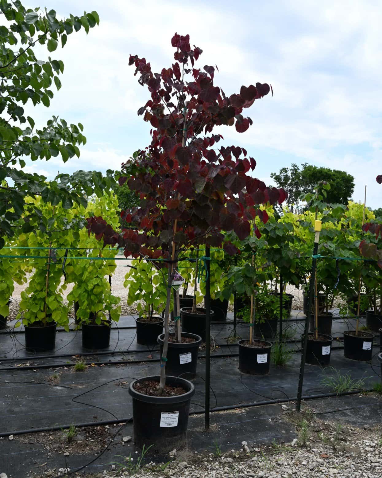Midnight Express Redbud - Image 1