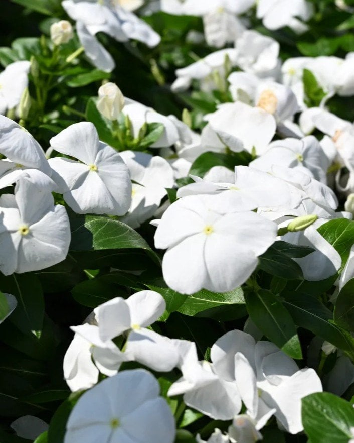 Cora XDR Cascade White Vinca - Image 1