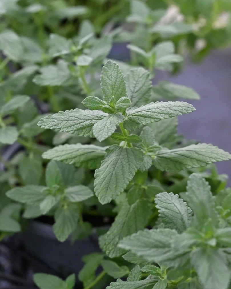 Summer Magic Catmint - Image 1