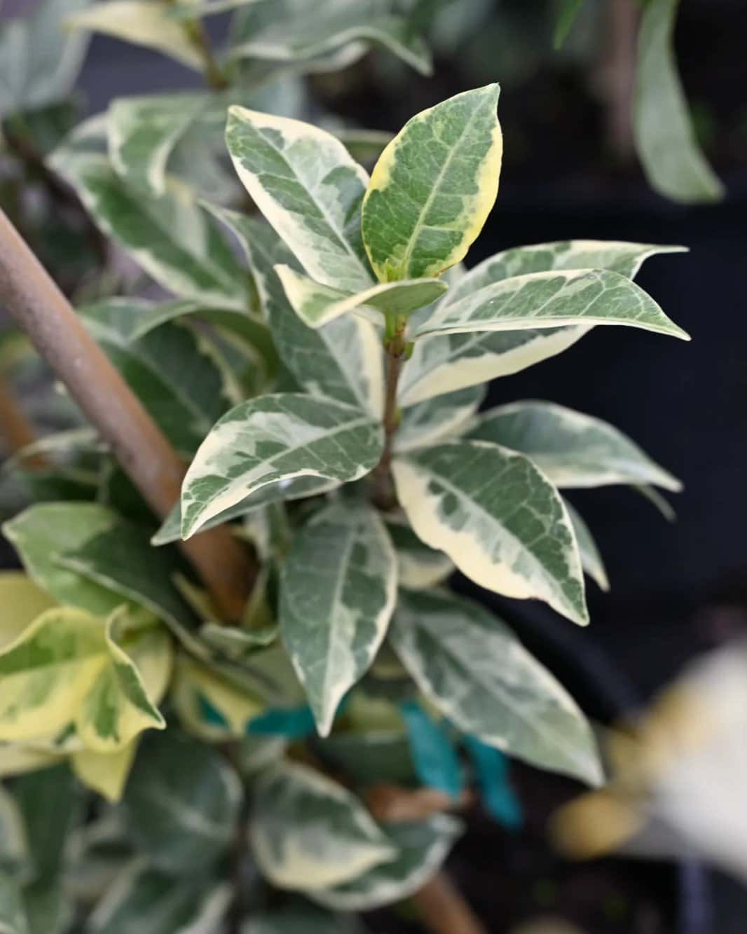 Star Jasmine Variegated - Image 1